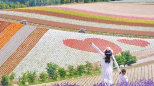 Get a coupon and save instantly [Optional 9-person private tour] Hokkaido Furano + Biei Blue Pond + Shirahige Falls Day Tours