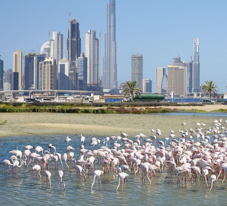 Dubai: Family Friendly Desert Tour & Flamingo Lake Option