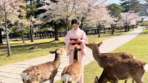 Uji Byodoin Temple/Tale of Genji Museum + Nara Park Deer Feeding Day Trip