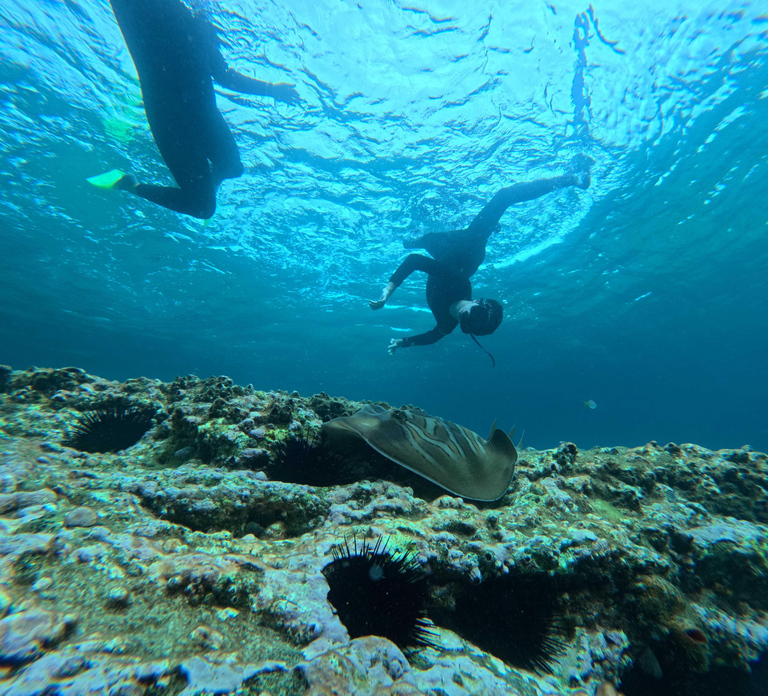 Jervis Bay: Guided Snorkelling Tour with expert guide