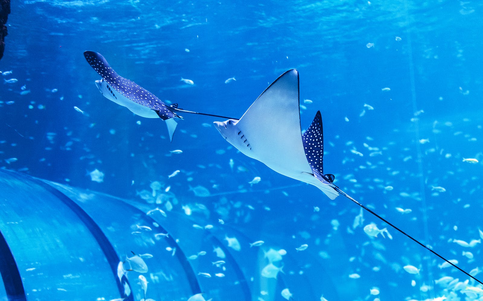 Tickets to National Aquarium Abu Dhabi with Bu Tinah Dhow Experience