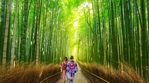 Kyoto Heritage Tour: Arashiyama, Fushimi Inari & Nara Park with Lunch Day Tours