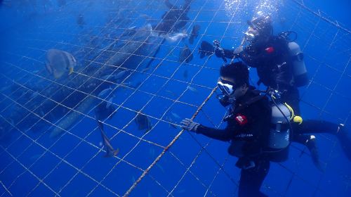 1-hour certified scuba diving in Okinawa, Japan