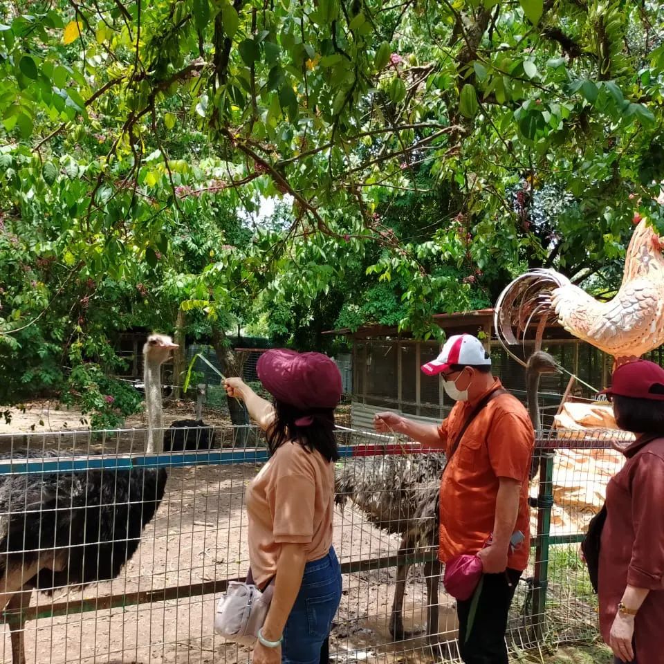 PD Ostrich Show Farm