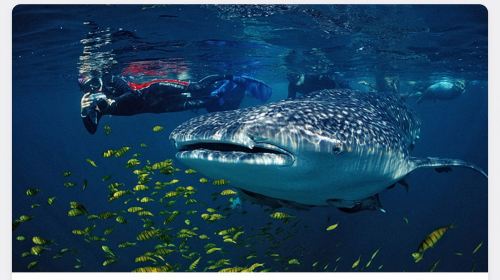Cebu departure: Oslob Whale Shark Watching + Badian Kawasan Falls canyon adventure 1-day tour