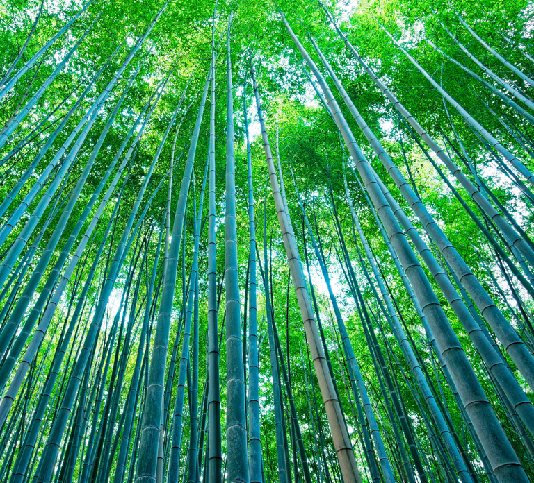 Kyoto/Osaka: Nara, Arashiyama, Fushimi Inari Taisha Day Tour