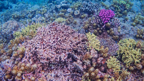 Okinawa Kerama Islands Snorkeling Experience/FUN Diving Tour from Naha, Japan