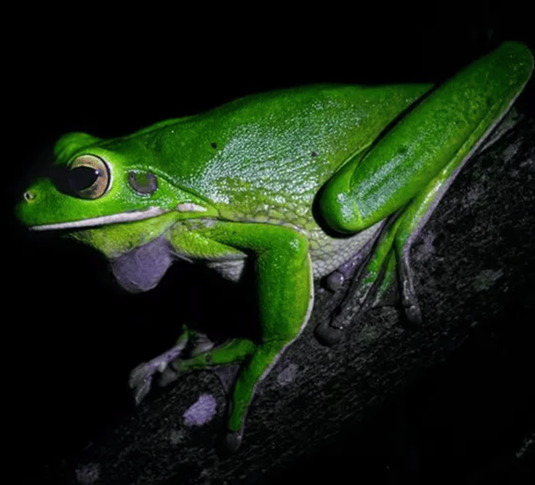 Cape Tribulation: Daintree Rainforest Night Walk Tour