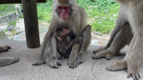 Green Season Snow Monkeys: Baby Monkeys & Scenic Forest Walk Day Tours