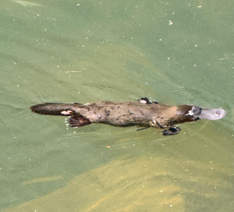Airlie Beach: Eungella Platypus & Rainforest Eco Tour
