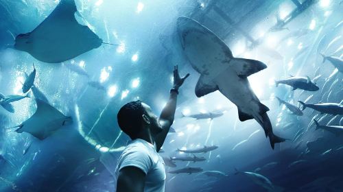 From Dubai Shared Tour: Abu Dhabi Seaworld & Grand Mosque Tour Day Tours
