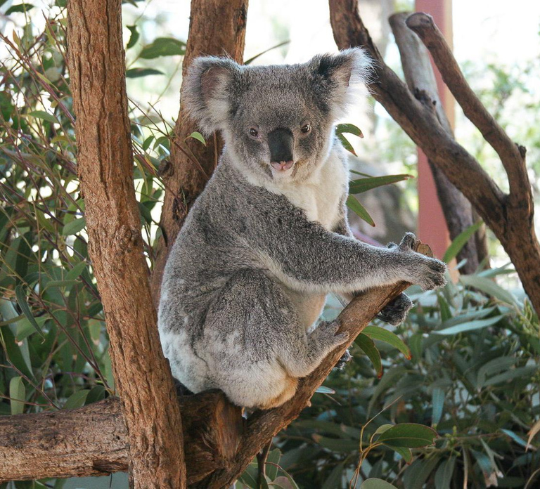 Sydney: Taronga Zoo Entry & Return Ferry from Circular Quay