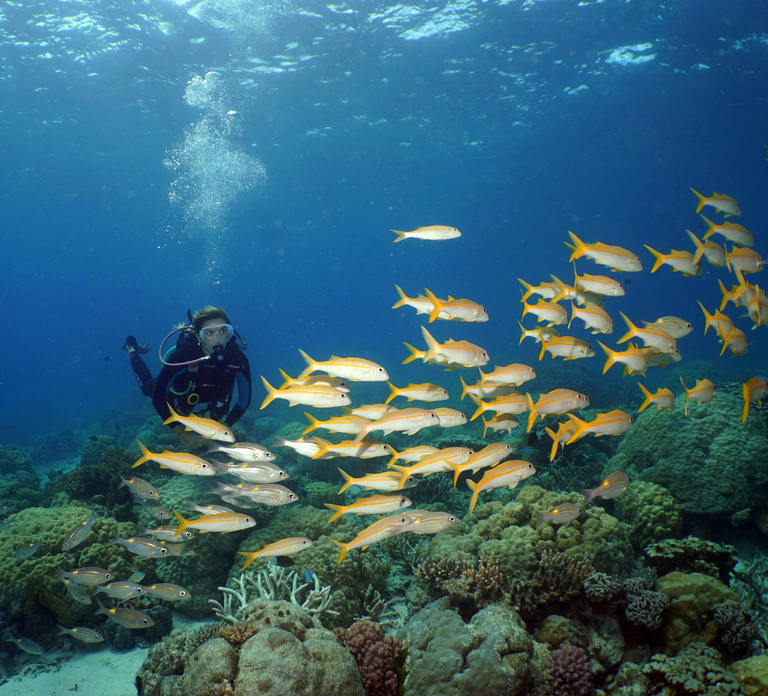 Port Douglas: Poseidon Outer Barrier Reef Dive and Snorkel
