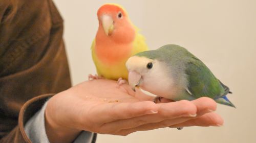 Moff Animal Cafe Lalaport Fukuoka