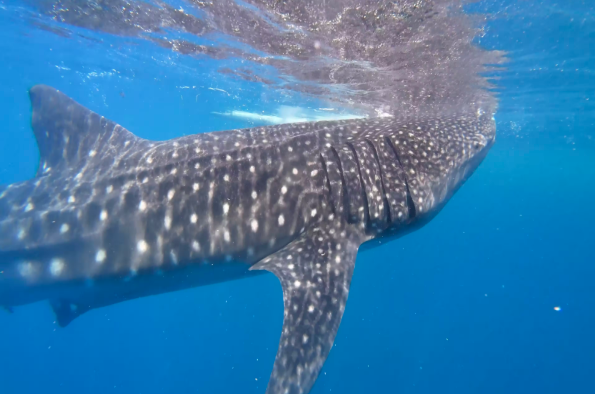 Oslob Whale Shark Watching
