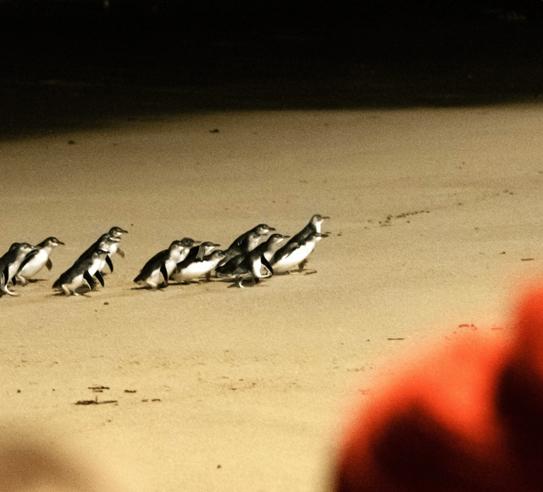 From Melbourne: Phillip Island Penguin Parade Eco Tour