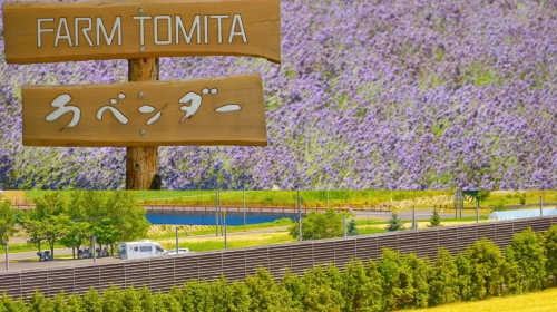 Popular 1-day tour to Biei and Furano in Hokkaido - Farm Tomita + Shirogane Blue Pond (Aoiike) + Shirahige Waterfall