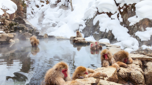 Private chartered 1-day tour in Tokyo to Togakushi-Jinja Chusha + Jigokudani Monkey Park. Customizable itinerary with Chinese/English/Japanese-speaking driver. Day Tours