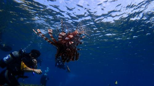 4-Hour Blue Cave Scuba Diving/Snorkeling Experience in Naha, Japan – Naha/Chatan Pickup & Drop-off