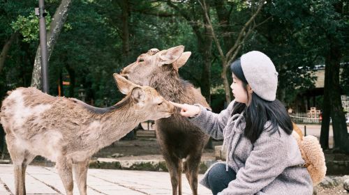 Uji Byodoin Temple/Tale of Genji Museum + Nara Park Deer Feeding Day Trip