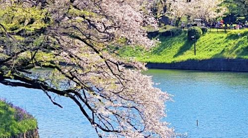 Tokyo 1-day tour: Chidorigafuchi + Shinjuku Gyoen National Garden + Ueno Park + Sumida Park + Meguro River Day Tours