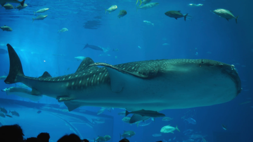 Swim with Whale Sharks in Okinawa, Japan – Snorkeling, Scuba Diving
