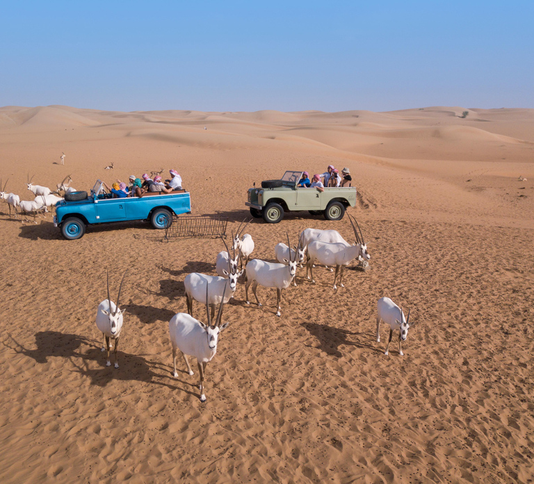 Dubai: Morning Bedouin Culture Safari, Traditional breakfast
