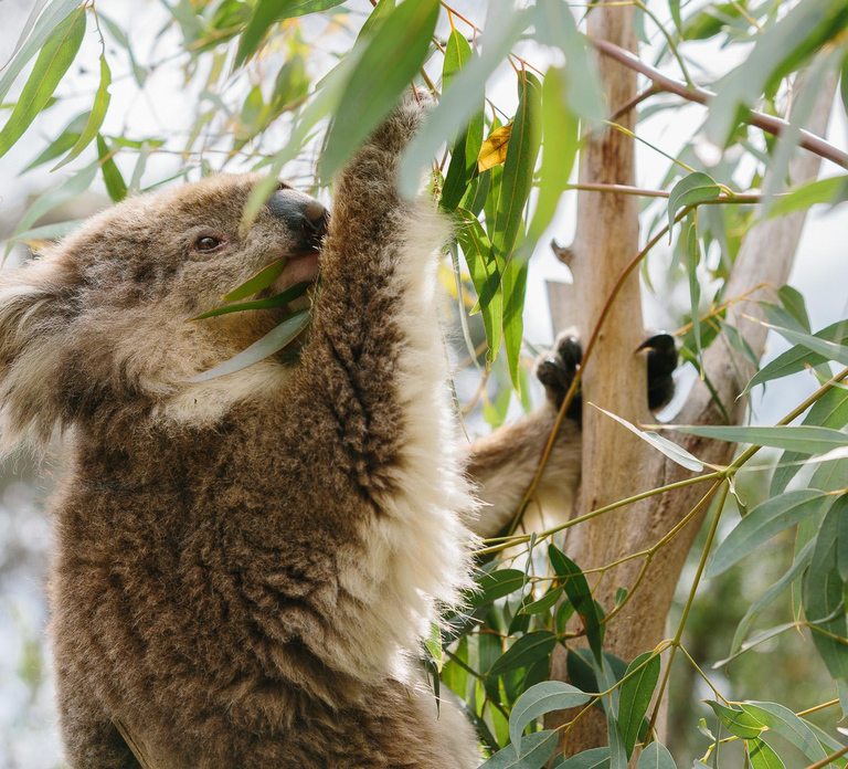 From Melbourne: Phillip Island Penguin Parade & Koalas Tour