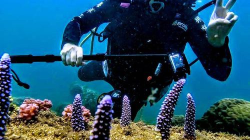 Penghu Islands Diving Experience diving diving 2 Hours – 2025 Penghu Fireworks Festival