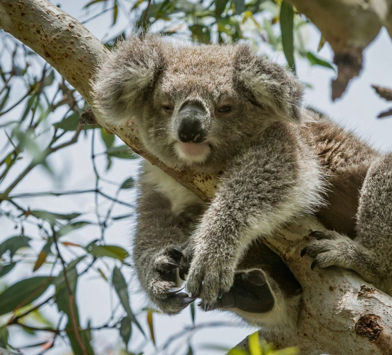 From Melbourne: Great Ocean Road Full-Day Sunset Tour