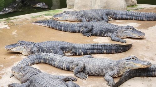 Alligator Bay