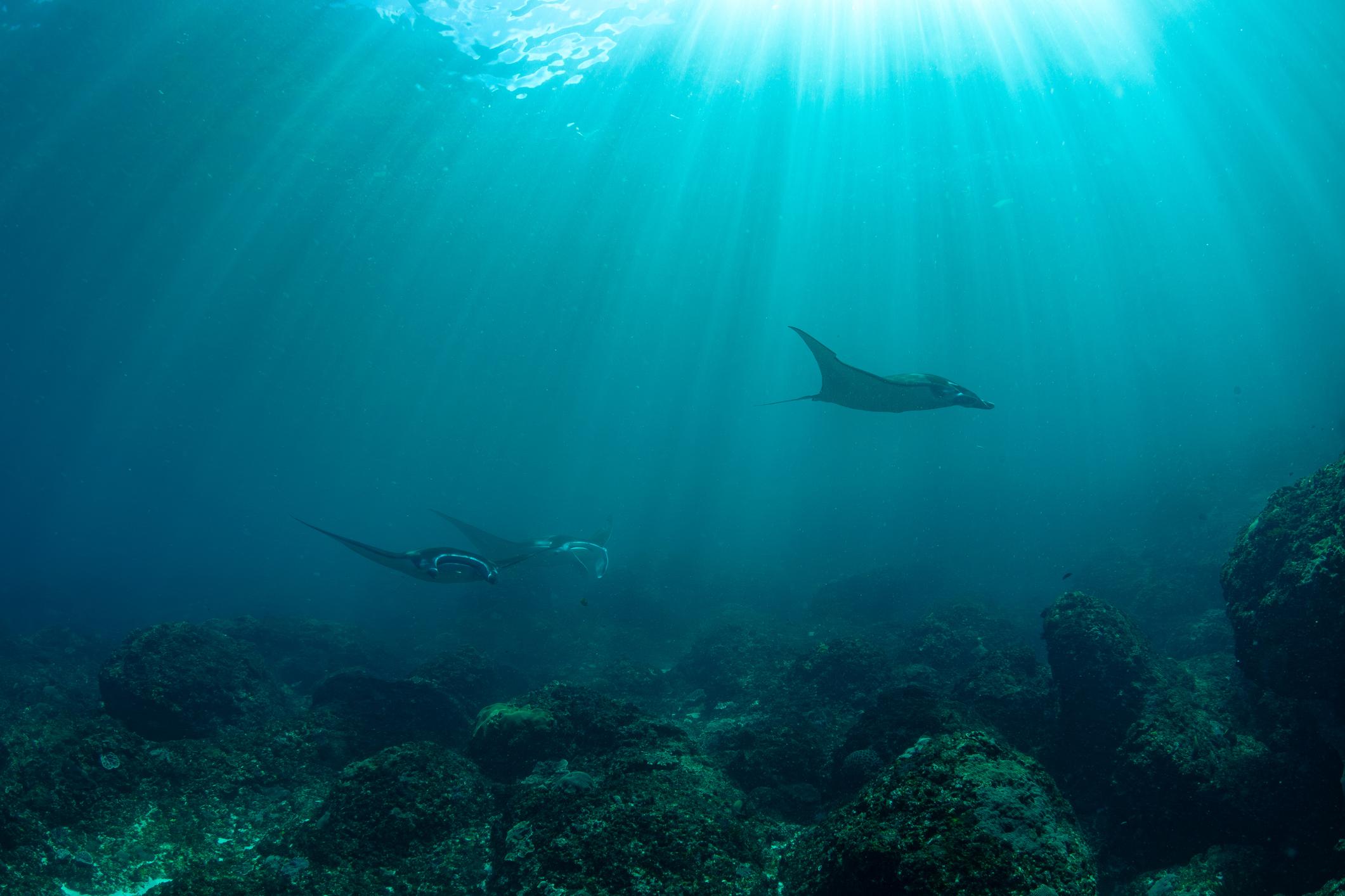 Fun Dives Nusa Penida
