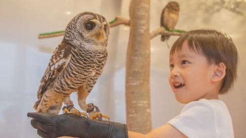 Moff Animal Cafe Lalaport Fukuoka
