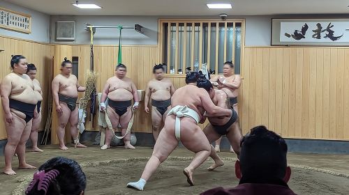 Find Your Favorite Wrestler at Morning Sumo Practice Day Tours