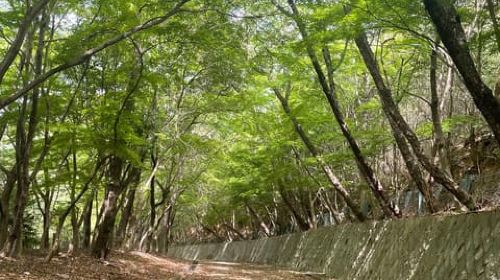 Kyoto: Arashiyama Bamboo Forest Hiking Tour Day Tours