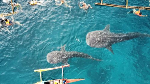 Cebu: Oslob Whale Shark Watching + Badian Kawasan Falls canyon adventure 1-day tour
