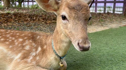 Wonderland of Deer