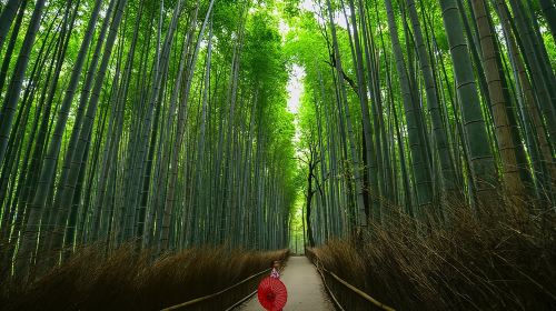 Kyoto Arashiyama Bamboo, Temple, Monkey or Local Mountain Brewery Day Tours