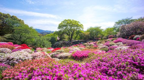 Saga Yutoku Inari Shrine + Mifuneyama Rakuen Azalea Viewing + Tosu Outlet 1-day Tour with Sake Brewery Exploration Day Tours