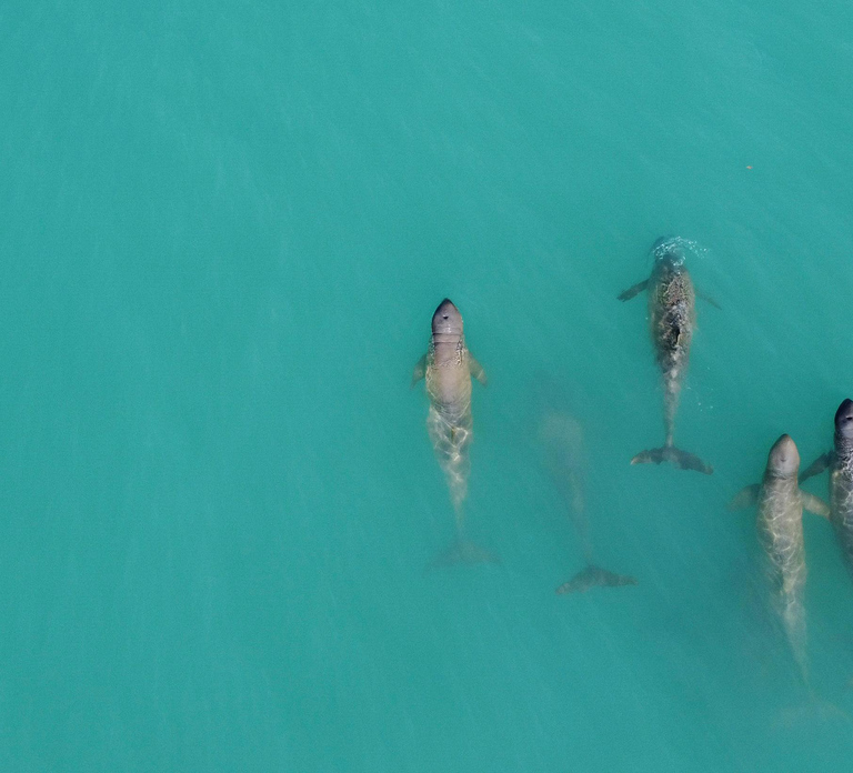 Broome: Snubfin Dolphin Cruises