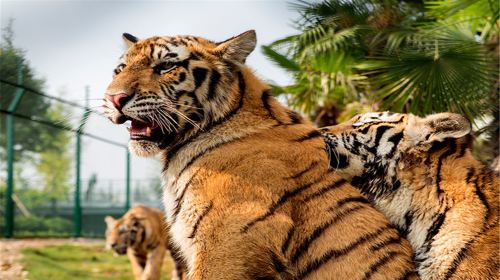 Three Jane Tiger Garden