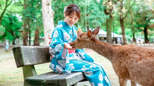 Uji Byodoin Temple/Tale of Genji Museum + Nara Park Deer Feeding Day Trip