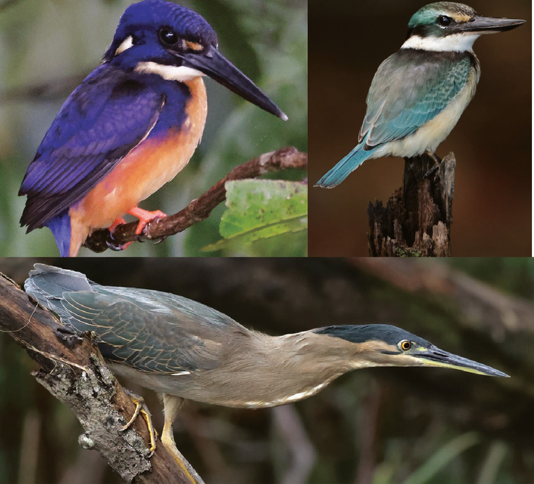 Daintree River Rainforest: Crocodile & Wildlife Cruises (DG)