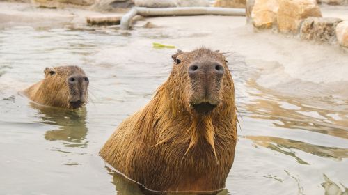 Paradise of capybara