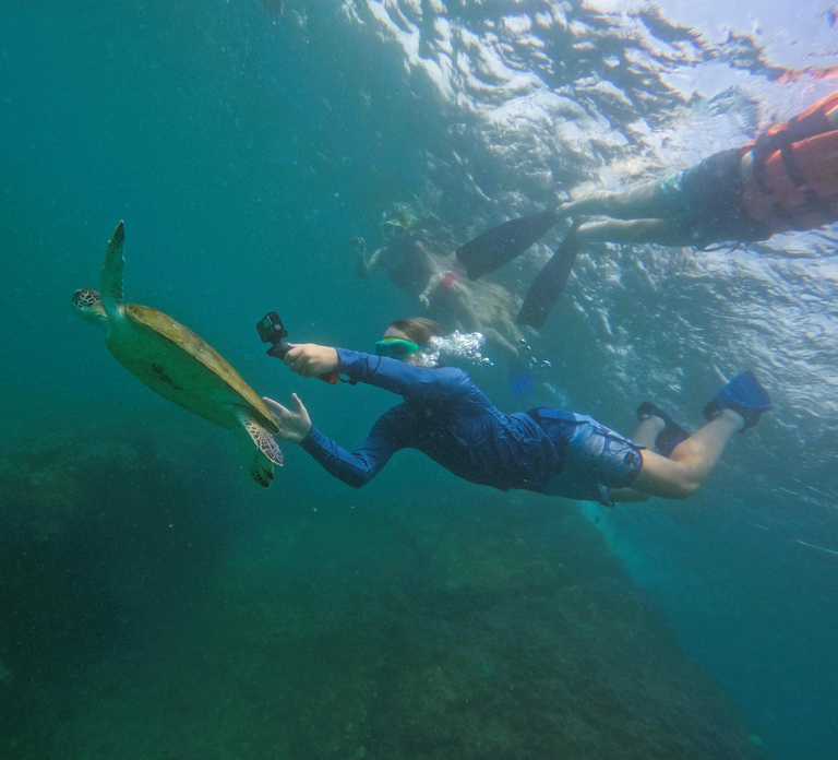 Snorkeling with turtles in Fujairah