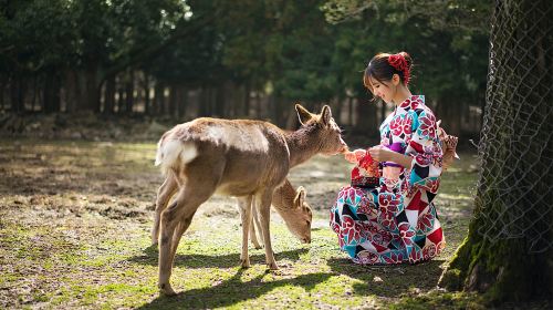 Kyoto & Nara Classic Day Tour with Friendly Deer