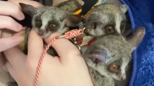Animal Encounter Cafe: Hedgehogs, Owls & Monkeys in Tokyo