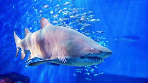 Sevilla Aquarium