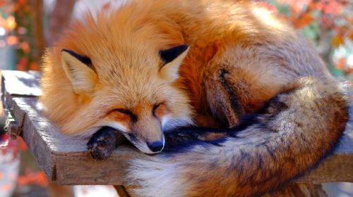 Ginzan Onsen and Zao Fox Village 1-day tour from Sendai Day Tours