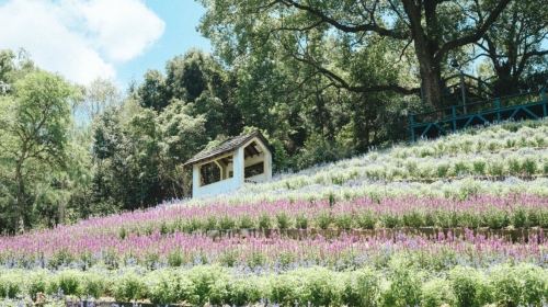 Lavender Forest Jianshi Store